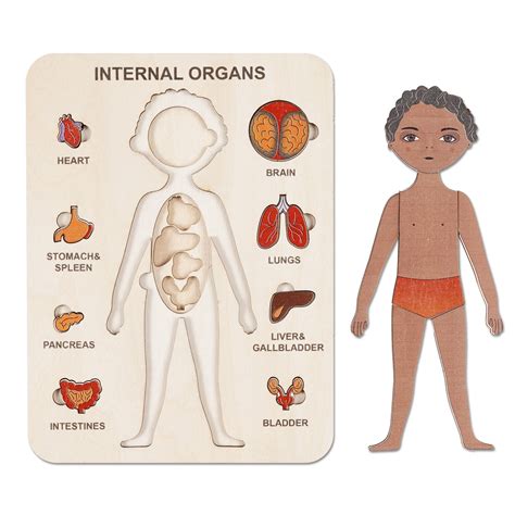 Royoo Wooden Human Body Puzzle for Kids Ages 3, Girl | Ubuy India
