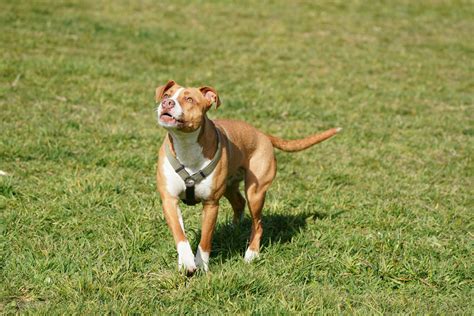 Colby Pit Bulls: A Comprehensive Guide to Ownership & Care
