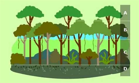 describe all the forest layers - Brainly.in