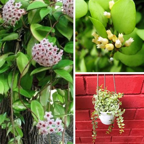 Set of 3 Striking Hanging Plants for Balcony - Dischdia Oiantha Geri P