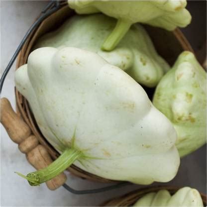 WILLVINE Non-GMO F1 HybridEarly White Scallop Summer Squash (Cucurbita ...