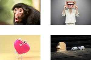 Funny Combo Poster set of Four Posters - Funny Poster for Room - Funny ...