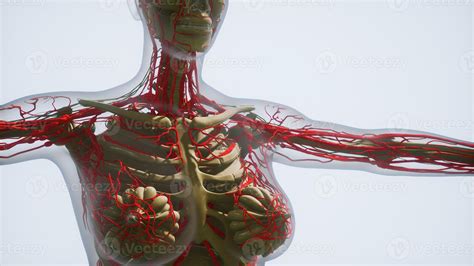 Blood Vessels Human Body