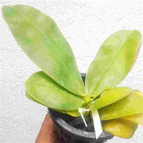 Phalaenopsis violacea 'Indigo Blue' sp. - BS – EXOTICA ORCHIDS
