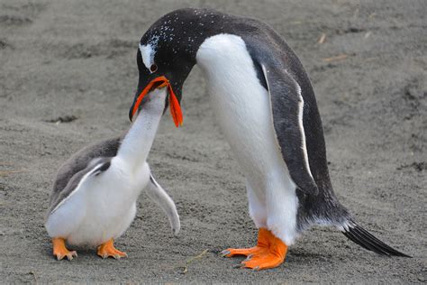 Penguin Eating Krill