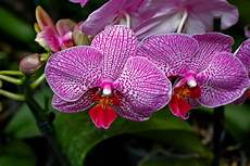 immagini fiori orchidee orchidea tigrata foto immagini piante fiori e funghi immagini fiori orchidee orchidea tigrata foto immagini piante fiori e funghi