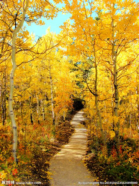 秋天斜坡上的树木风光摄影高清图片_大图网图片素材