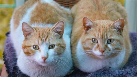 Comment choisir entre un chat mâle et femelle