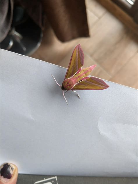 Found this beautiful elephant hawk moth on my stove top this afternoon ...