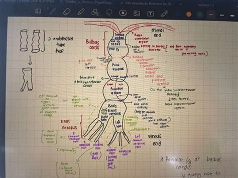 Tube and Interatrial septum formation of heart Flashcards | Quizlet