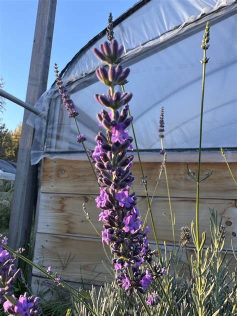 Riverina Thomas Lavandin Lavender - Long Stems, High Oil Yield ...