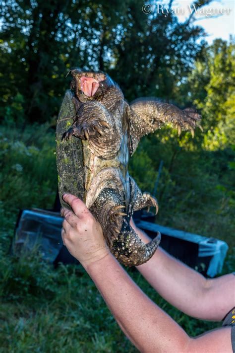 Crunch The Giant Alligator Snapping Turtle