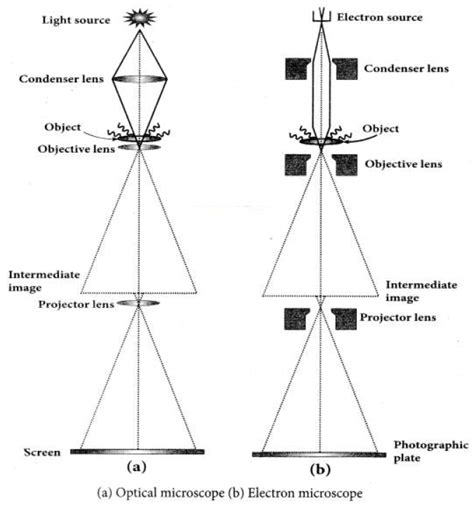 Electron Microscope Principle 的图像结果