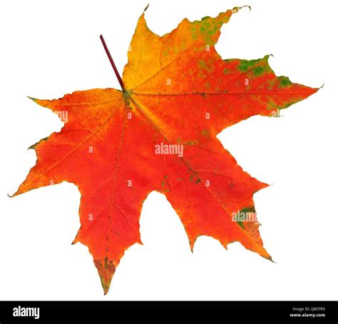 autumn maple leaf isolated on white background, clipping path, full ...