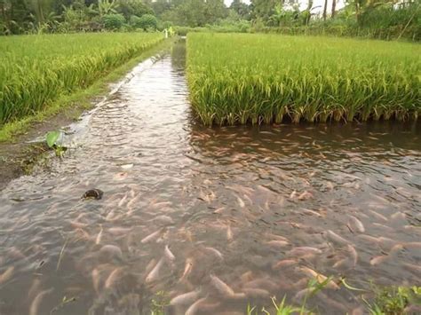 Why fish culture is done with the combinwtion of rice ? - Brainly.in