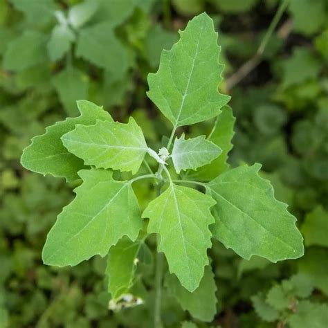 Wild Spinach Power: 10 Health Benefits of Lamb’s Quarters You Should Know - News