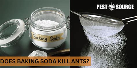 Does Baking Soda Kill Ants? - Pest Source