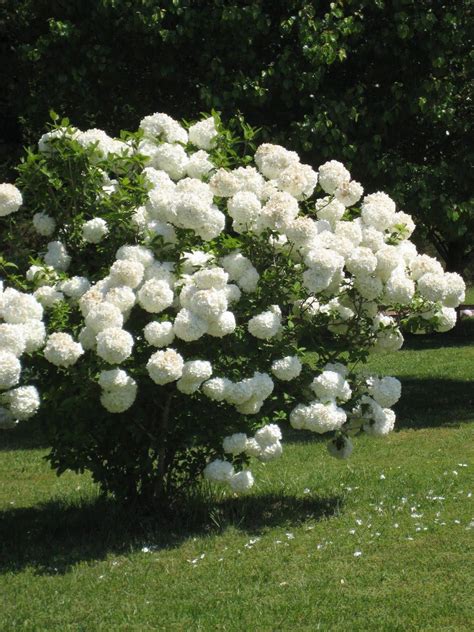 How To Grow And Care For Chinese Snowball Viburnum | White gardens ...