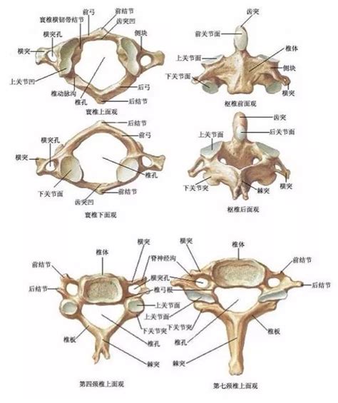 Image result for Vertebrae Alignment