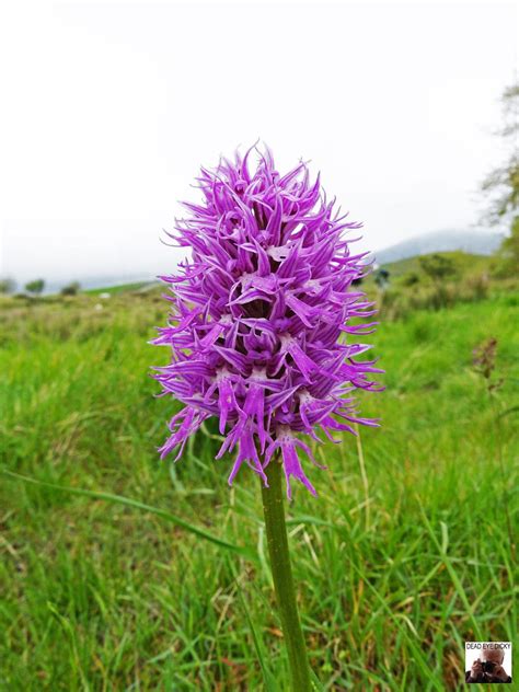 Orchid naked man (italica) Photo from Kissos in Rethymno | Greece.com