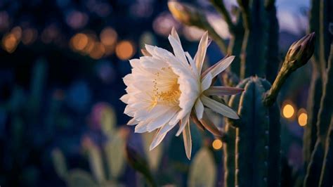 Night Blooming Cereus Care Tips for Healthy, Big Blooms - Seed Sheets