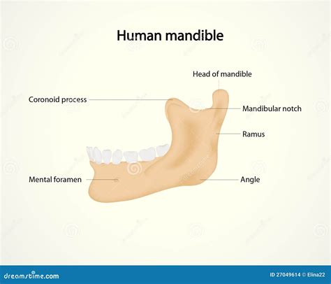 Mandíbula humana ilustración del vector. Ilustración de dentista - 27049614