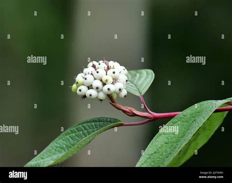 Snowberry hedge hi-res stock photography and images - Alamy