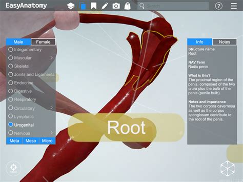 Male Dog Anatomy Bulbus Glandis