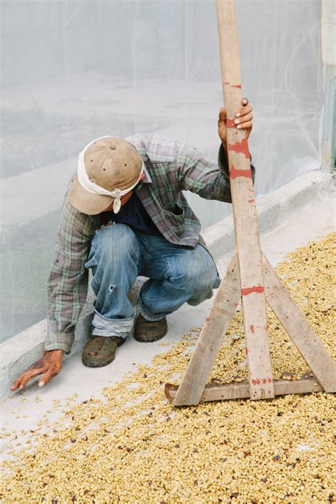 Coffee Processing Technology 的图像结果