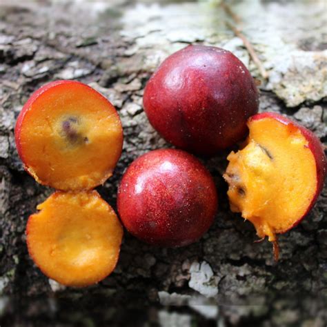 Envira Caju Fruit Plant (Onychopetalum periquino ) – veliyathgardens