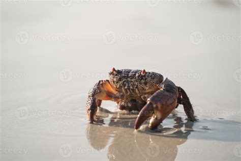 Crab walking on white sand beach walking into the sea, on the beach, at the sea, in the morning ...