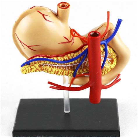 Buy Teaching model Human Organ Anatomical Model -1:1 Life Size Human ...