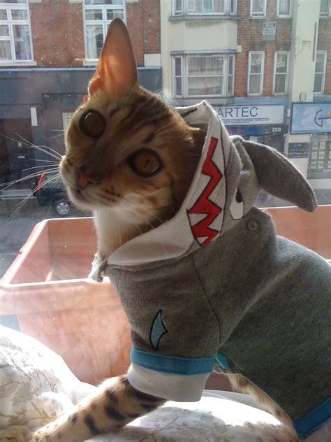 Shark vs. Cat. Dignity Lost. « Mission Mission