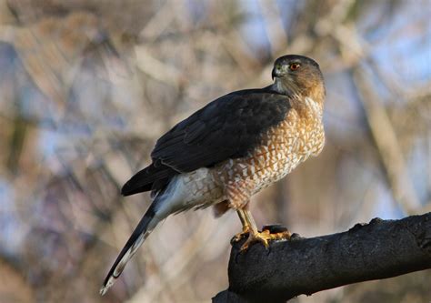 Cooper's Hawk Bird: The Mysterious Hunter - Earth.com - Earthpedia