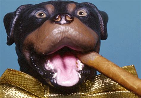 Triumph The Insult Comic Dog Star Wars