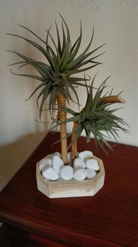 Air Plant Display Ideas 的图像结果