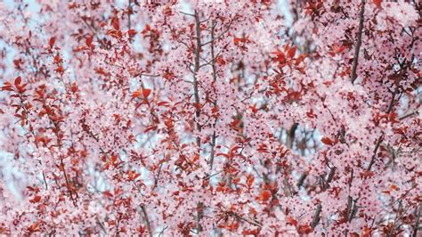 Spring Tree 的图像结果