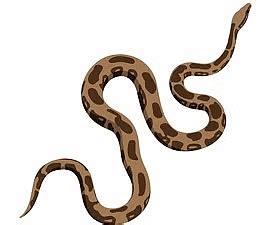 A Snake Charmer'S Story Worksheet Solutions - Class 5 Evs - Solved ...