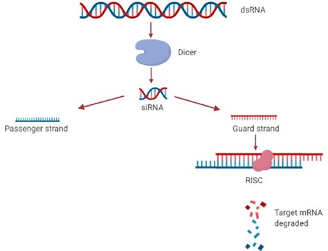 RNA Interference Diagram 的图像结果