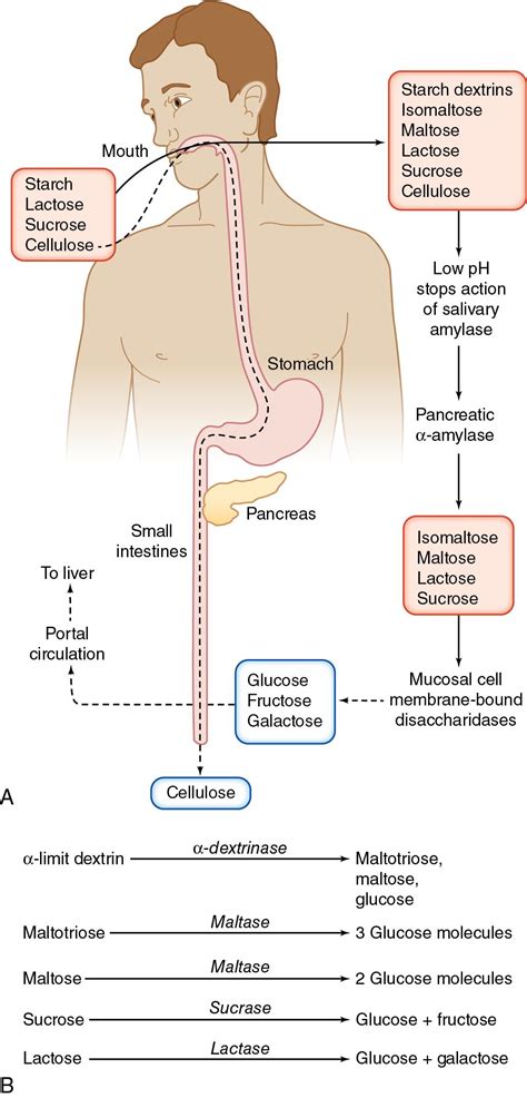 How Are Carbs Digested 的图像结果
