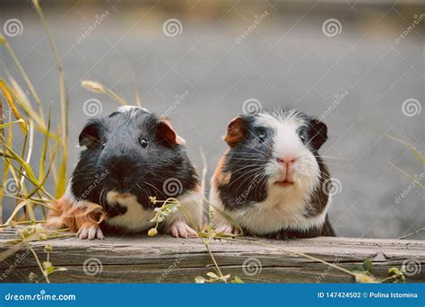 Two Cute Guinea Pigs Adorable American Tricolored with Swirl on Head ...