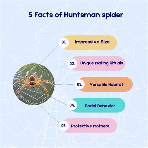 Huntsman Spider: Size, life cycle, Bit, and other facts.