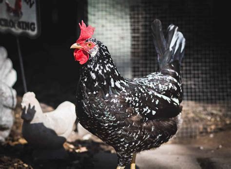 Discover 10 Black and White Chicken Breeds - A-Z Animals
