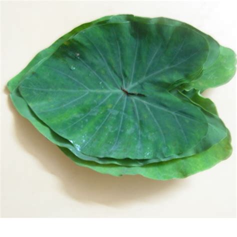 Aluche Pane(Colocasia Leaf) – JITCO