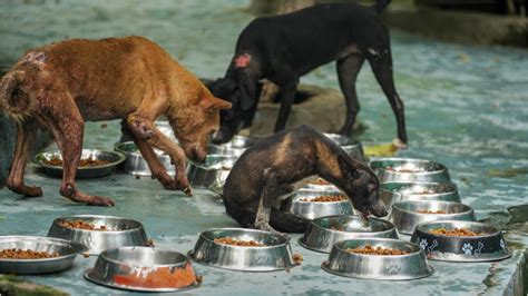 'आवारा कुत्तों से संबंधित समस्या के बारे में पहले हमें जानकारी दें ...