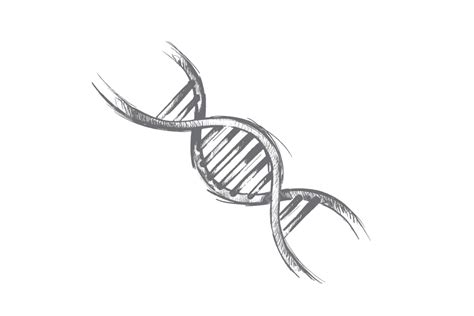 DNA Vector 的图像结果