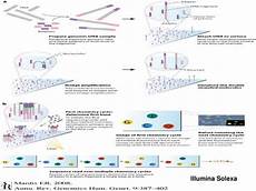 illumina solexa ppt next generation sequencing platforms applications illumina solexa ppt next generation sequencing platforms applications