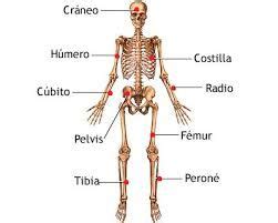 Vea los detalles de la imagen relacionada. Referentes biológicos de la salud - Alumnos Cobach