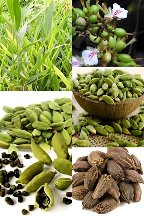 Zxxyanbi Live Rare Variety Good Aroma Cardamon/Elaichi Plant Hybrid ...