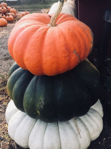 Pumpkins & Fall Decorating